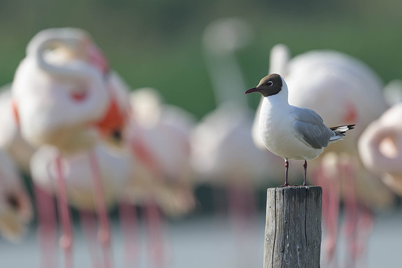 Black-headed Gull