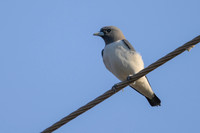 White-breasted Woodswallow