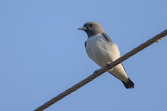 White-breasted Woodswallow