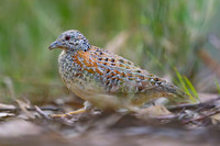 Painted Buttonquail