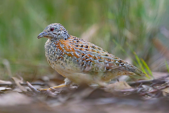 Painted Buttonquail