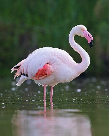 Greater Flamingo