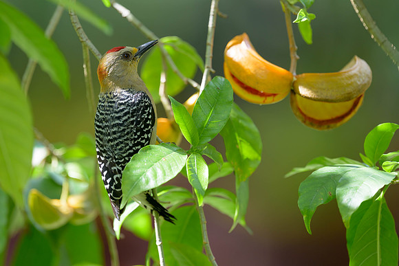 Red=crowned Woodpecker