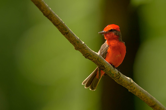 Vermillion Flycatcher