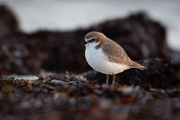 Red-capped Plover