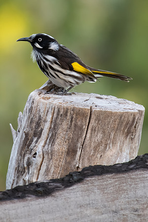 New Holland Honeyeater
