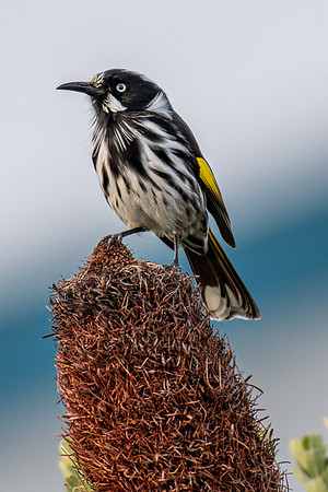 New Holland Honeyeater