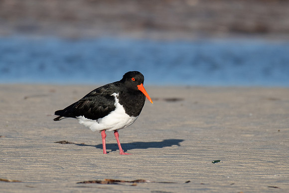 Pied Oystercatcher