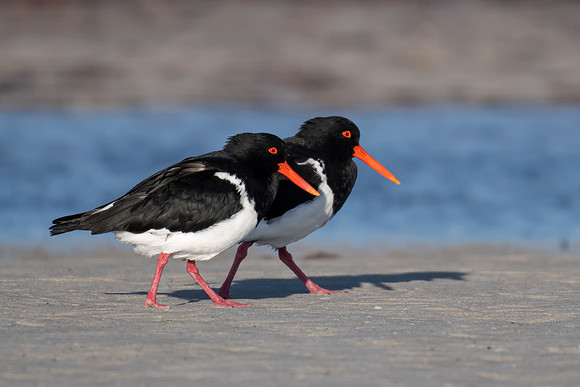 Pied Oystercatcher