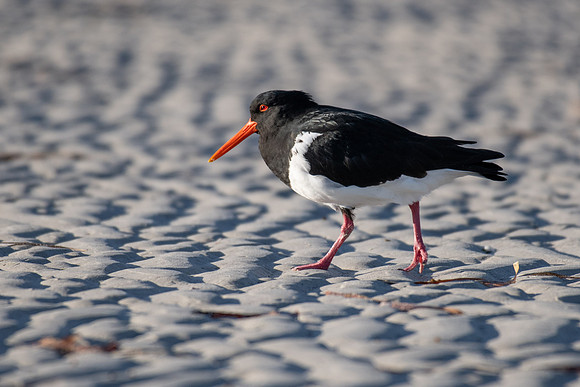 Pied Oystercatcher