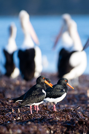 Pied Oystercatcher