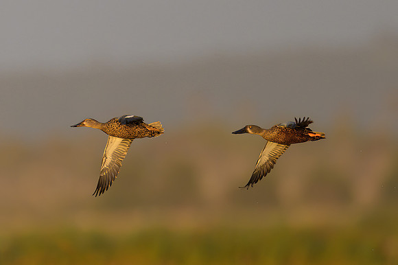 Australasian Shoveler