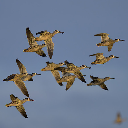 Pink-eared Duck