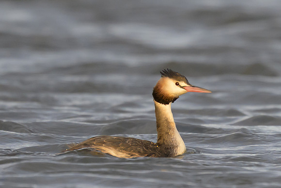 Great Crested Grebe