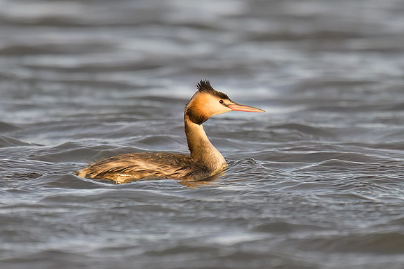 Great Crested Grebe