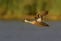 Grey Teal