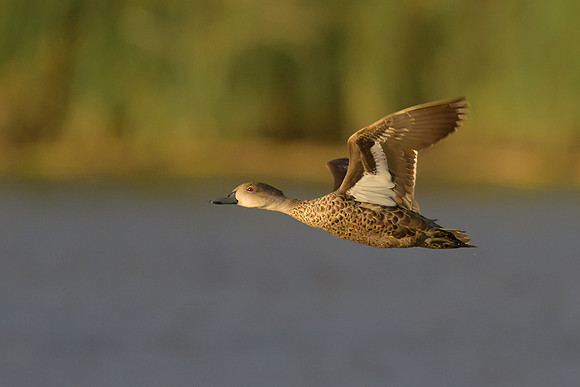 Grey Teal
