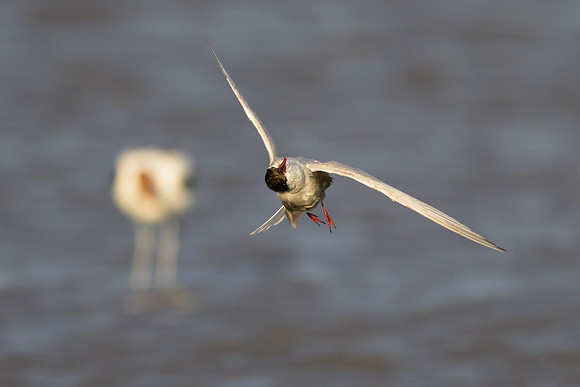 Whiskered Tern