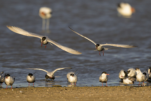Whiskered Tern