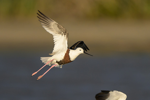 Banded Stilt