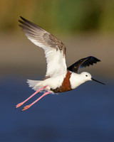 Banded Stilt