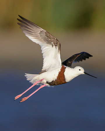 Banded Stilt
