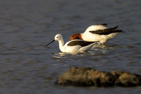 Banded Stilt