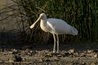 Yellow-billed Sponbill