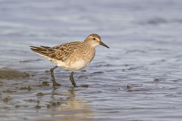 Sharp-tailed Sandpiper
