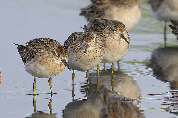 Sharp-tailed Sandpiper
