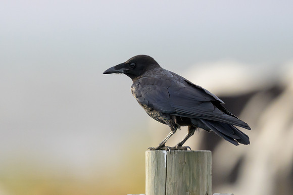Little Raven