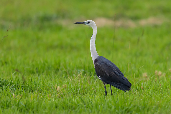 White-necked Heron