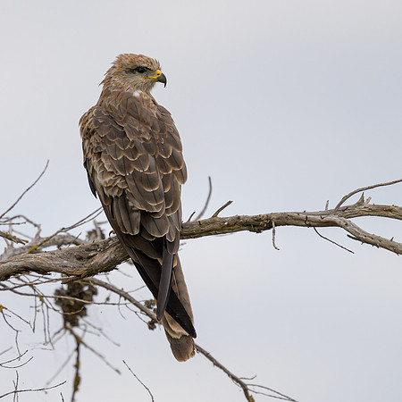 Black Kite