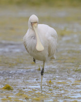 Yellow-billed Sponbill