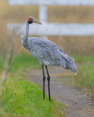 Brolga