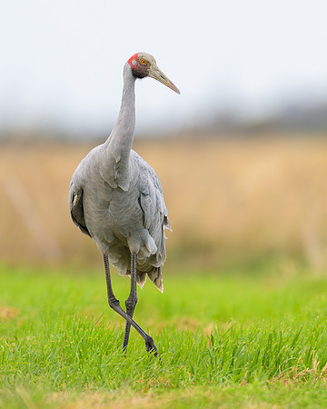 Brolga