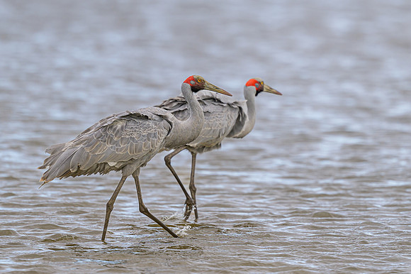 Brolga