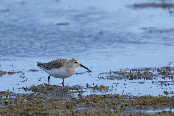 Curlew Sandpiper