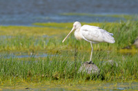 Yellow-billed Sponbill