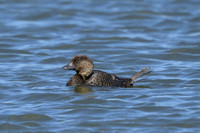 Musk Duck