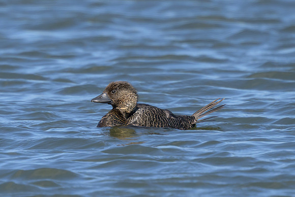 Musk Duck