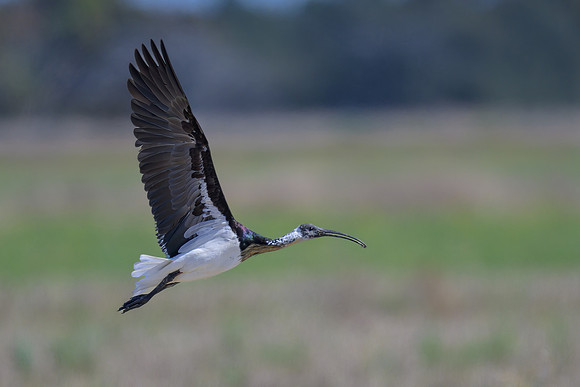Straw-necked Ibis