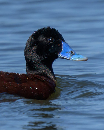 Blue-billed Duck