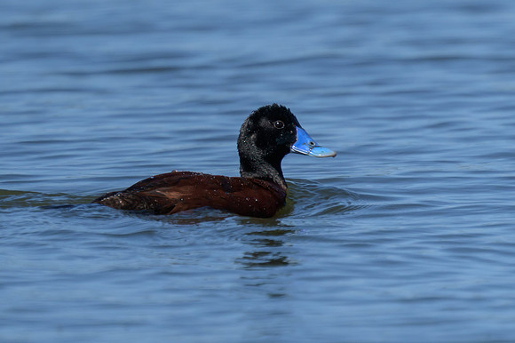 Blue-billed Duck