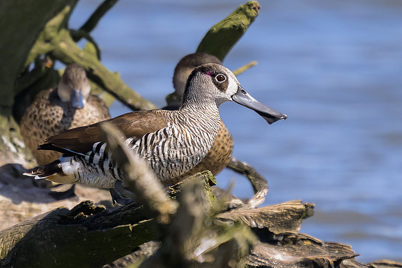 Pink-eared Duck