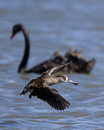 Pink-eared Duck