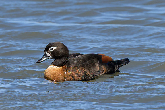 Australian Shelduck