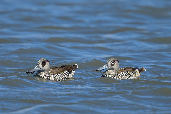 Pink-eared Duck