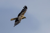 Whistling Kite