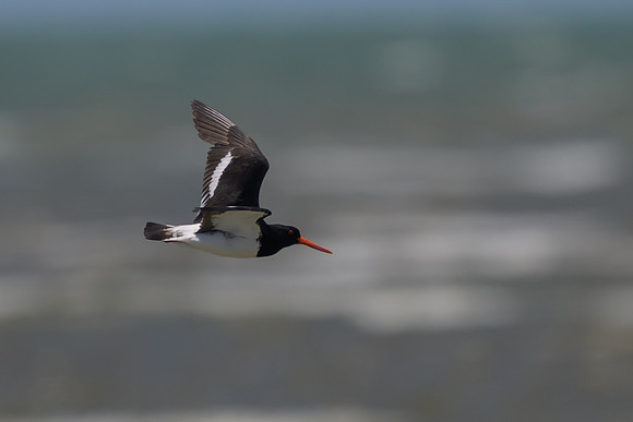 Pied Oystercatcher